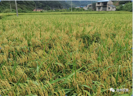 臺(tái)州農(nóng)資 臺(tái)州農(nóng)資