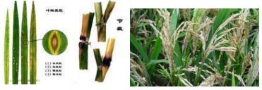 臺州農(nóng)資 臺州農(nóng)資