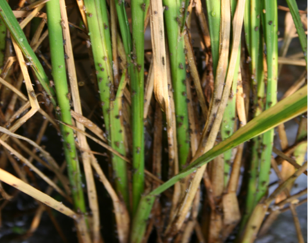 臺州農(nóng)資 臺州農(nóng)資